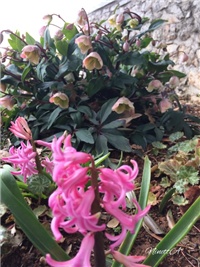 fde42b3a-20170302 RI Kukurjek 1.jpg